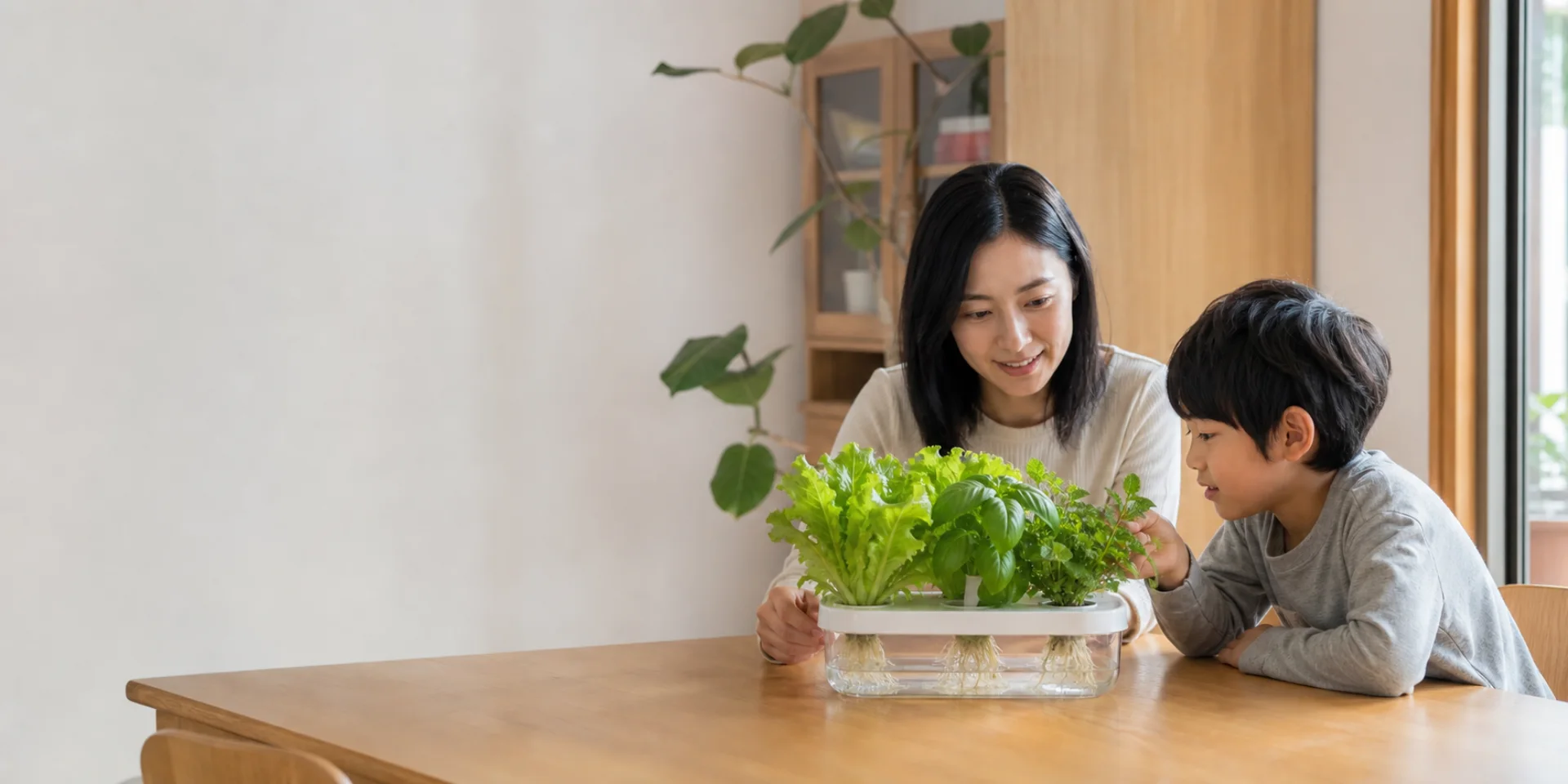 一位家长和孩子在餐桌旁共同观察水培叶菜与根系